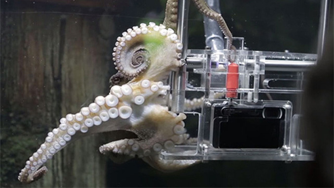 Bạch tuộc dùng máy ảnh chụp khách tham quan