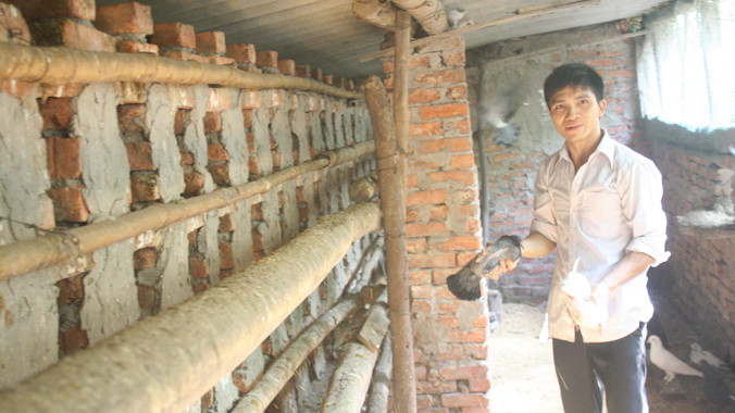 Hưng trong chuồng bồ câu Pháp của mình