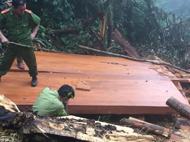 Hiện trường 3 cây sa mu đỏ 