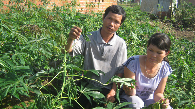 Vườn sắn của anh Thương quéo lá vì nước giếng