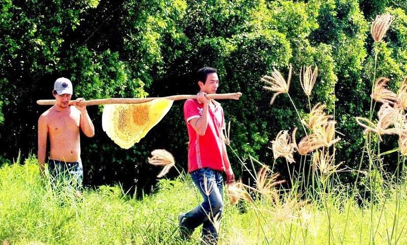 Người dân gác kèo ong.