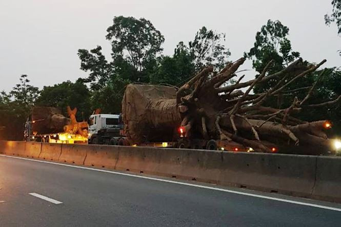 Đoàn xe chở cây "quái thú".