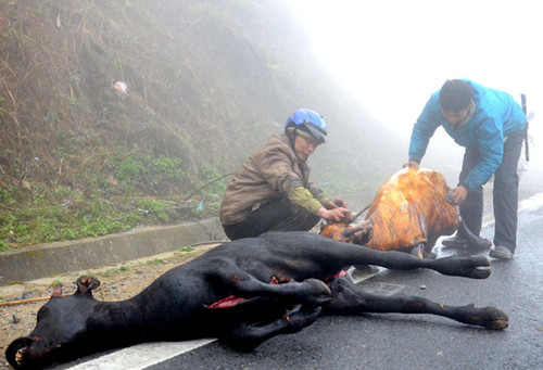 Thiệt hại nặng nề, 1.200 gia súc chết rét