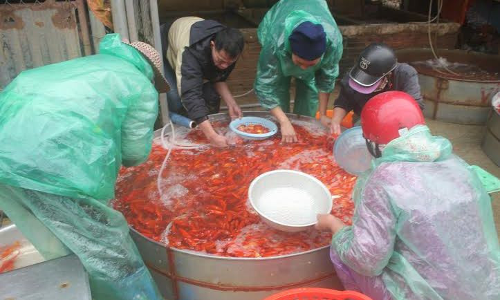 Đổ xô mua cá cúng ông Táo