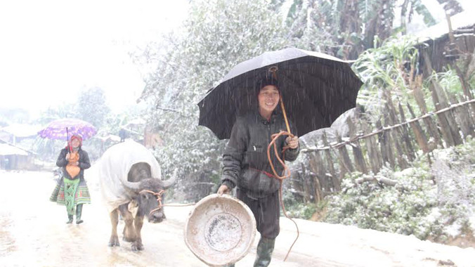 Đưa trâu đi tránh rét.