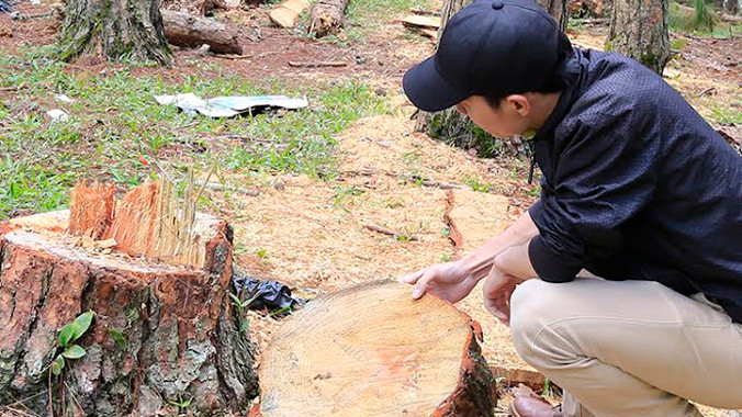 Cây thông đường kính 50cm vừa bị cưa hạ, nhựa còn ứa ra.