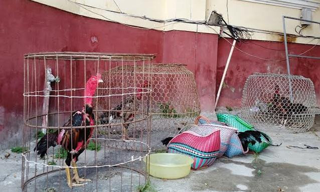 Bảy chú gà đá liên quan vụ đánh bạc trá hình bằng chơi đá gà, với nhiều người tham gia tại phường An Tây - Huế, bị công an thu giữ. 