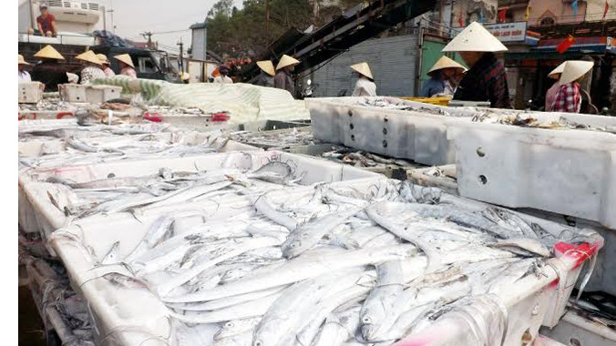 Ngư dân Nghệ An được mùa cá hố.