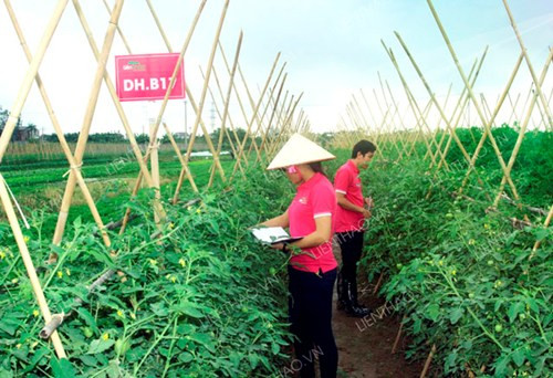 Ruộng rau trong mô hình của Liên Thảo.