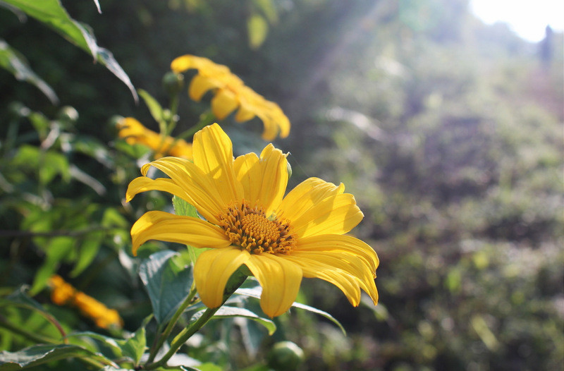 Chẳng phải đi xa để ngắm hoa dã quỳ