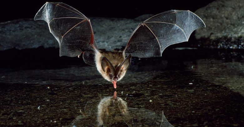 1001 thắc mắc: Vì sao dơi sợ nước, ở Việt Nam có dơi hút máu không?