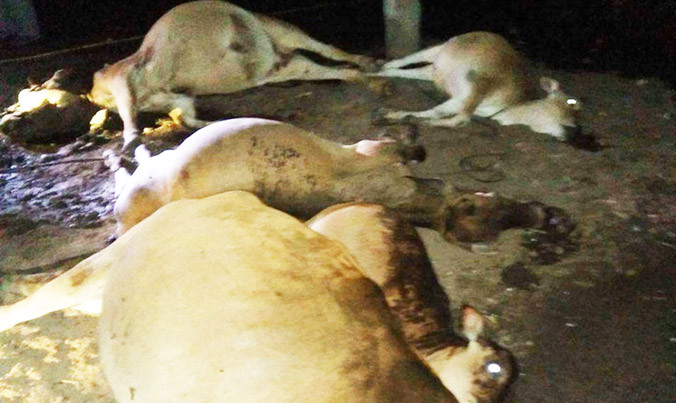 Hiện trường vụ sét đánh chết 5 con bò.