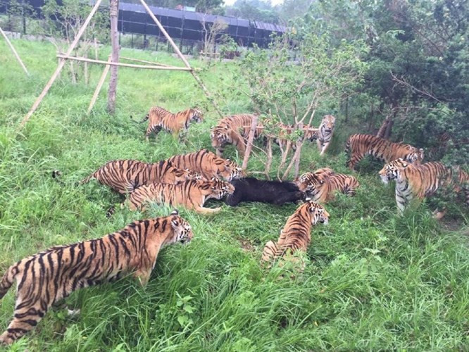 Vụ việc xảy ra tại công viên động vật hoang dã ở Thượng Hải.