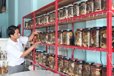  Hải mã - Vị thuốc giúp chàng sung mãn