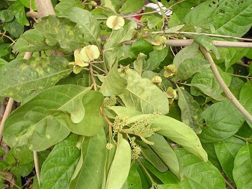  Cây trâm bầu - Vị thuốc trị giun