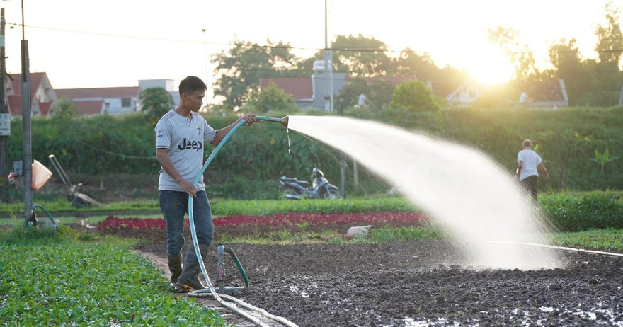 Nông dân Hà Nội tưới rau từ rạng sáng để tránh nắng nóng gay gắt