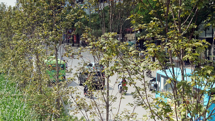 Loạt cây phong Hà Nội lá chớm đỏ đã tàn?