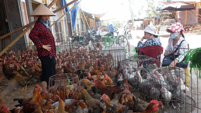 Doanh nghiệp phản ánh, một con gà đang cõng tới 14 loại phí. Ảnh Phạm Anh.