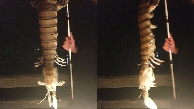 Con tôm tích khổng lồ. Ảnh: Gizmodo