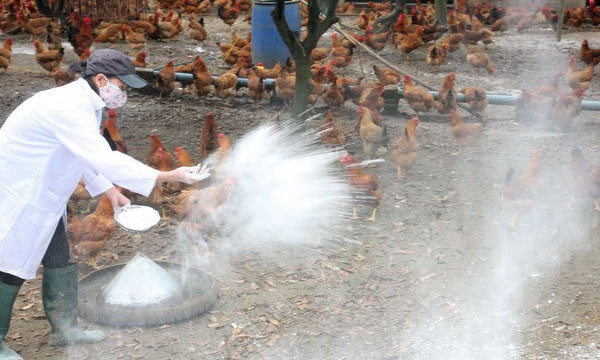 Phòng cúm A/H5N6 lây sang người tại ổ dịch