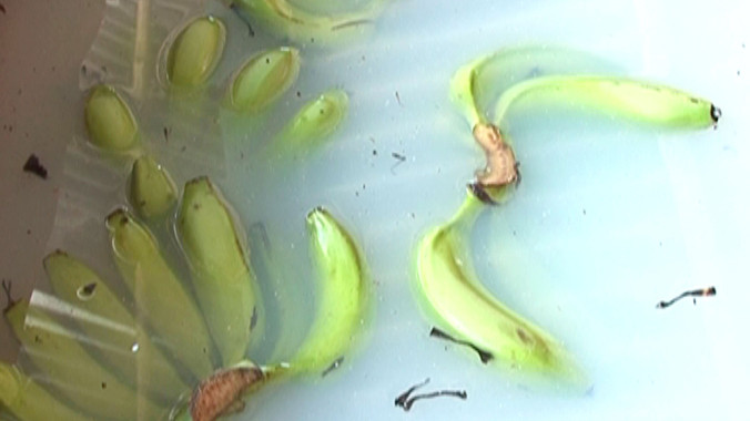 Chuối ngâm hóa chất bị phát hiện. ảnh: Phú Đức