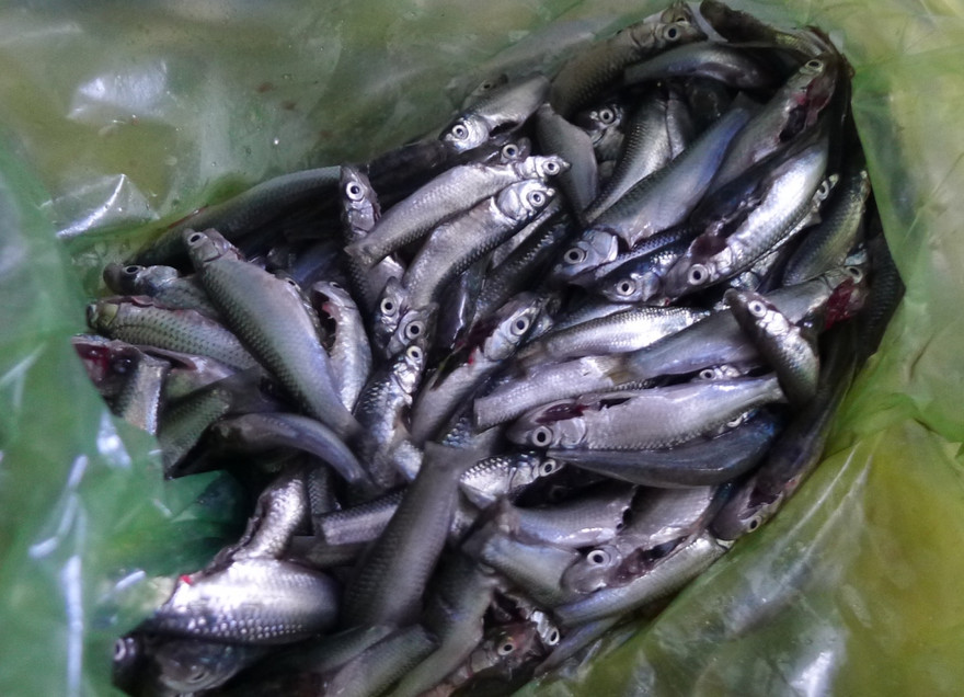 Hiện cá linh non làm sẵn thế này được bán từ 150.000 - 200.000 đồng/kg.