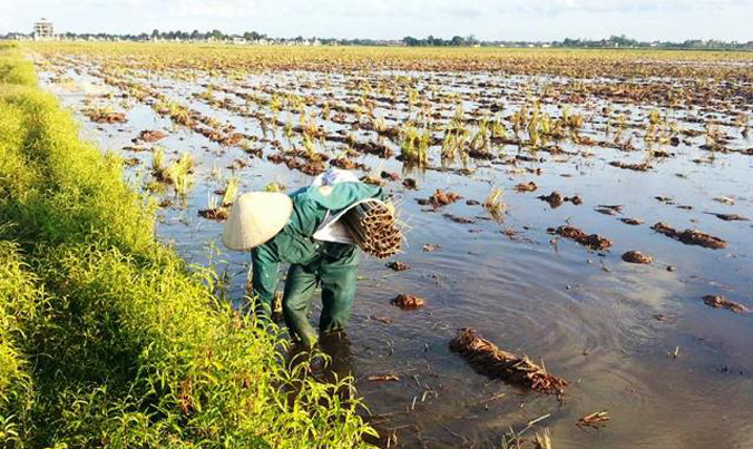 Ống bẫy lươn đặt vào buổi tối, sáng thì đi thu về.