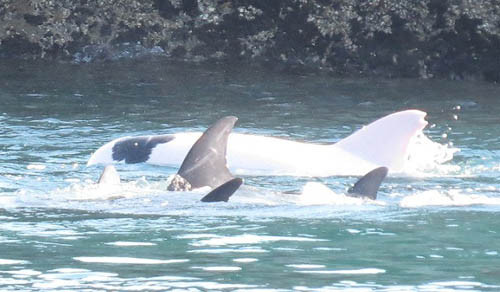 Cá cá heo bạch tạng đang được nhốt trong một hồ nước nhỏ. Ảnh: Sea Shepherd.