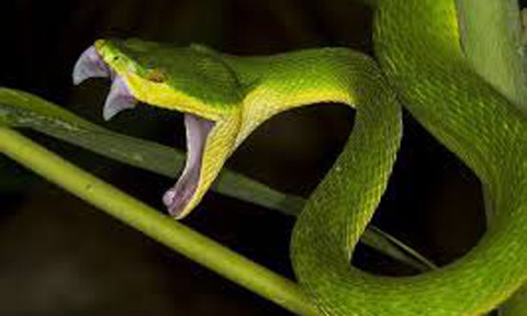 Thời gian qua, rất nhiều trường hợp đã bị rắn lục đuôi đỏ cắn trọng thương. Ảnh minh họa.