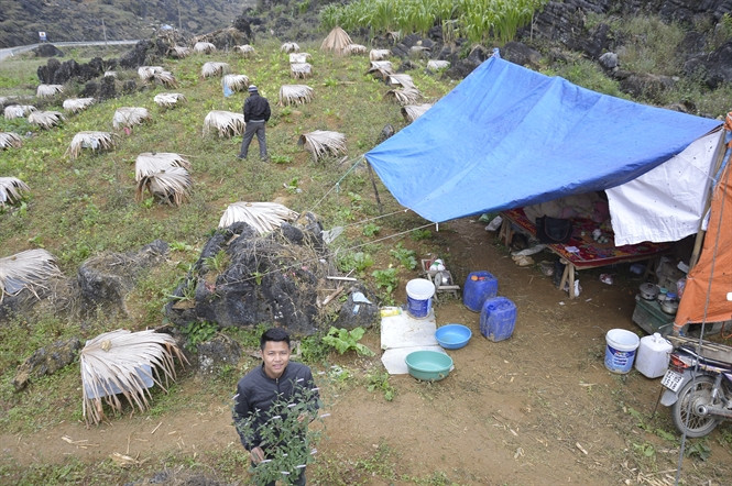 Chỗ ở của những người chăn ong du mục thường là túp lều bạt tạm bợ.