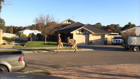 Hai con kangaroo “đấu quyền anh” trên phố