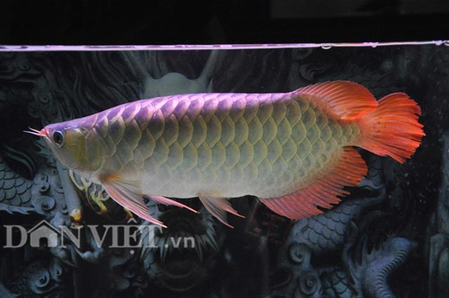 Cận cảnh cá huyết long 'khủng' giá nghìn đô của dân chơi Hà thành
