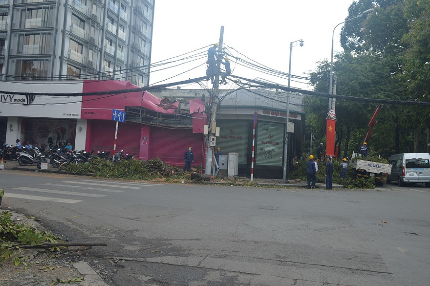 Hiện trường cây ngã.