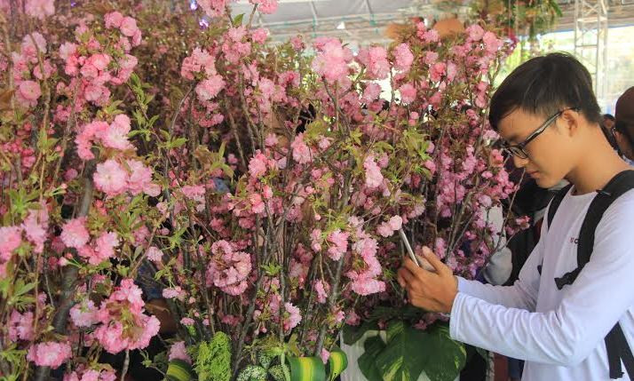 Vừa thưởng hoa anh đào, vừa trốn nóng giữa Sài thành