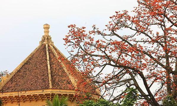 Hoa gạo nở bên mái nhà Bảo tàng Lịch sử Quốc gia.