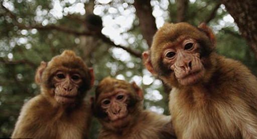 Chúng túm lấy và bắt đầu tụt áo bikini của cô Hart. 