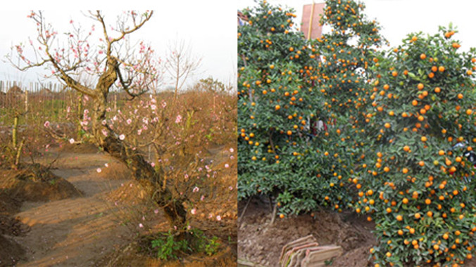 Đào Nhật Tân, quất Tứ Liên nở và chín trước Tết 2 tuần khiến người dân thiệt hại nhiều.