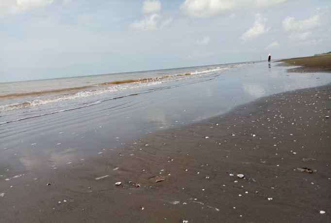 Nghêu chết hàng loạt ở ven biển huyện Bình Đại (Bến Tre). Ảnh: Hòa Hội.