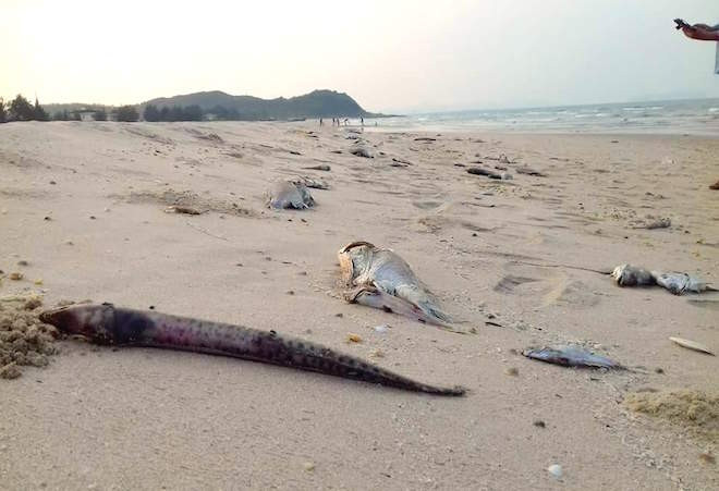 Cá chết trắng biển miền Trung: Hội nghề cá nói gì?