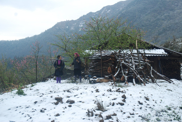 Mưa tuyết trên đèo Ô Quý Hồ (Sa Pa - Lào Cai) sáng nay. Ảnh: Dân Trí.