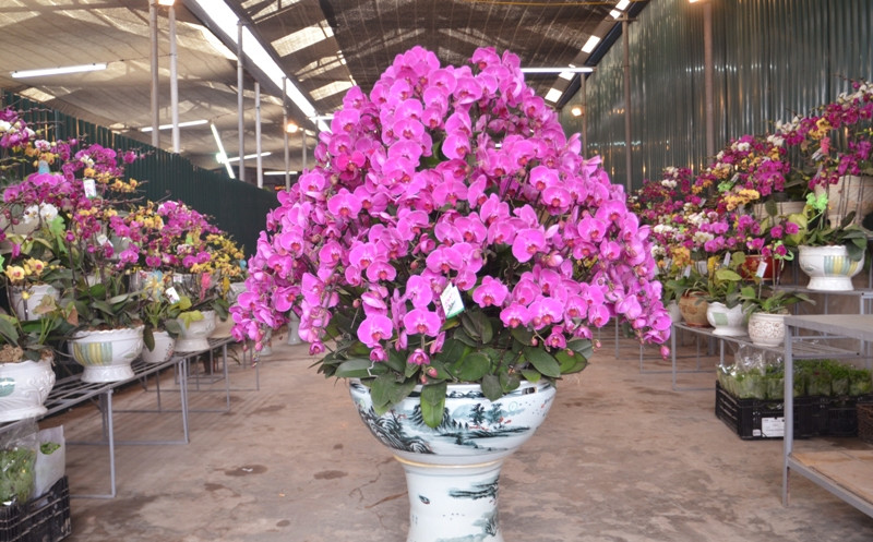Hơn 30 triệu đồng một chậu hoa lan