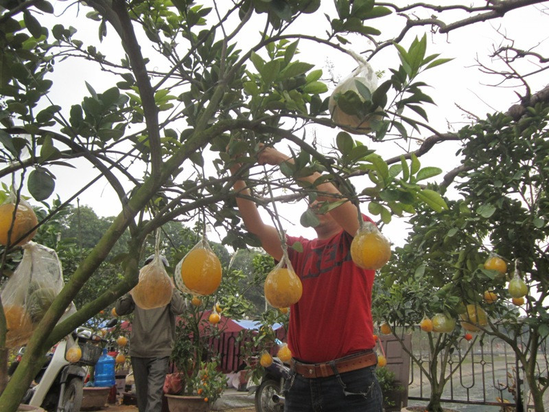 Chán quất, chi bạc triệu mua cả cây bưởi chơi Tết