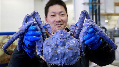  Cua hoàng đế có màu tím xanh. Ảnh: Japan Today.