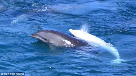 Cá heo mẹ tự sát sau khi bị tách khỏi đứa con. Ảnh: SEA SHEPHERD.