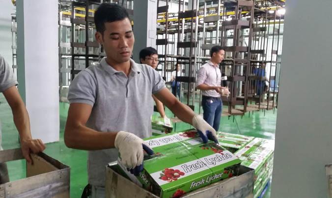 Vải được đóng vào thùng trước khi đưa vào hệ thống chiếu xạ tại tại Trung tâm chiếu xạ Hà Nội. Ảnh: Phạm Anh.