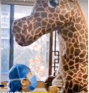 Người phụ nữ mặc đồ hóa trang thành hươu cao cổ khi vào viện. (Ảnh từ clip)