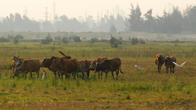 Dự án thép Quảng Liên được cấp hàng trăm ha đất sạch nhưng triển khai ì ạch kéo dài suốt 9 năm qua. Ảnh: Trí Tín.