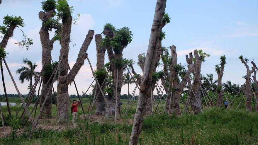 Xà cừ gần 200 tuổi chuyển từ Kim Mã đã ra lá tại vườn ươm