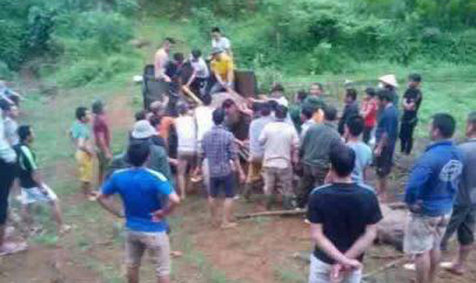 Sét 'đồ sát' 6 con trâu, người chăn bất tỉnh