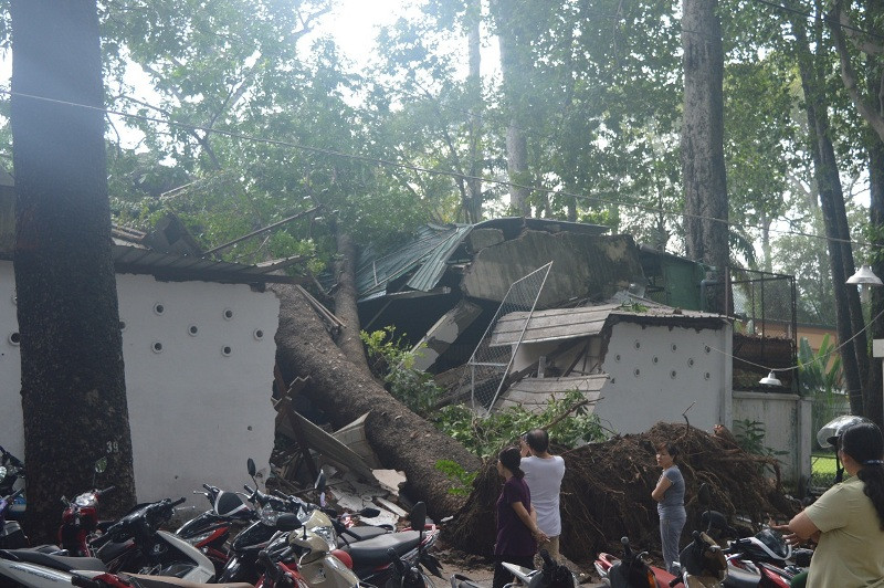 Cây cổ thụ trăm tuổi bật gốc vào sáng sớm.